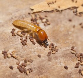 Termite Treatment