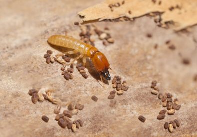 Termite Treatment