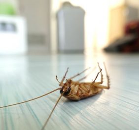 Cockroach Control