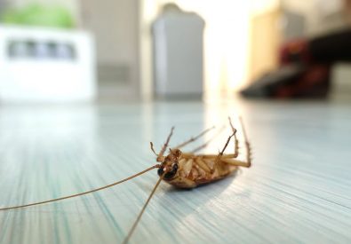 Cockroach Control