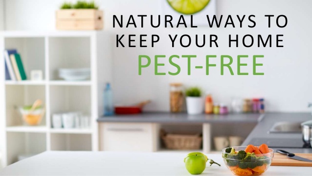 How to Avoid Pest at Home