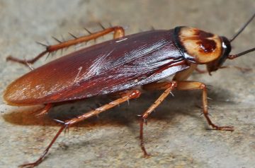 Cockroach